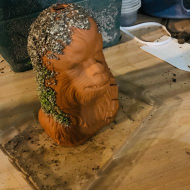 Chia