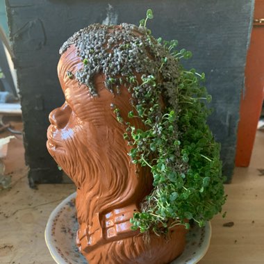 Danny's garden