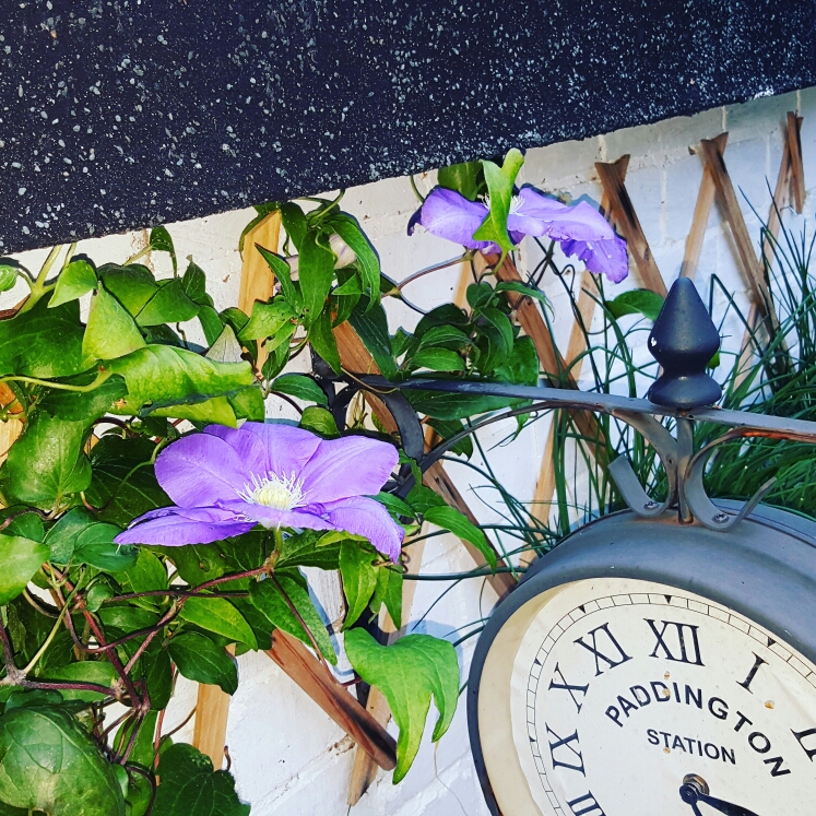 plant image 228678