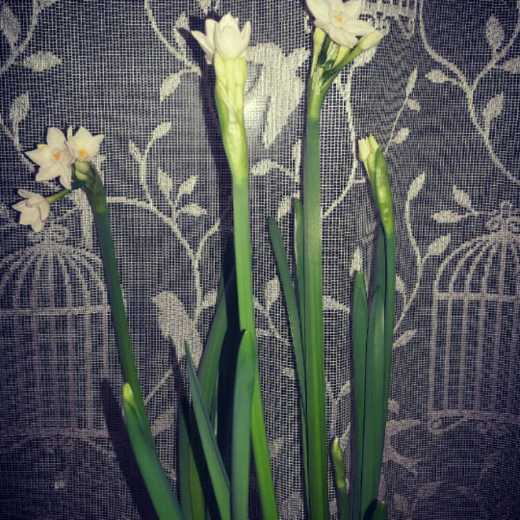 Plant image Narcissus papyraceus 'Galilee' syn. Narcissus 'Galil', Narcissus 'Galille'