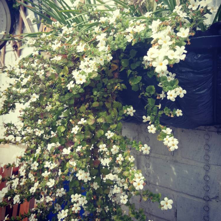 Plant image Bacopa Monnieri