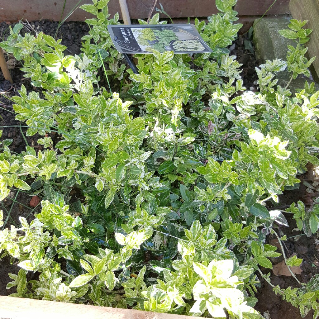 Plant image Euonymus fortunei 'Harlequin'