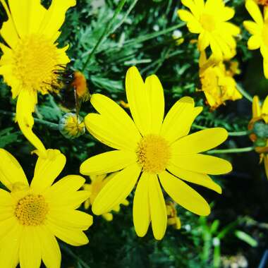 Grey-leaved Euryops
