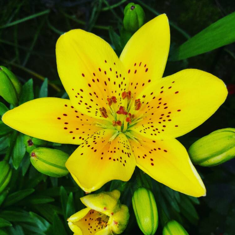 plant image 442056