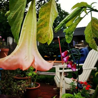 Simon's garden