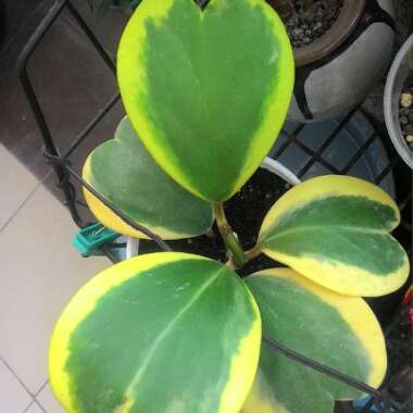 Hoya kerrii 'Albomarginata'