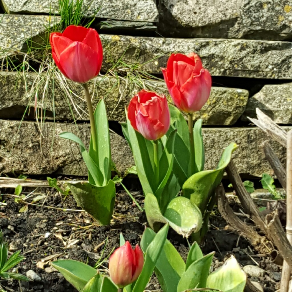 Shigufta's garden