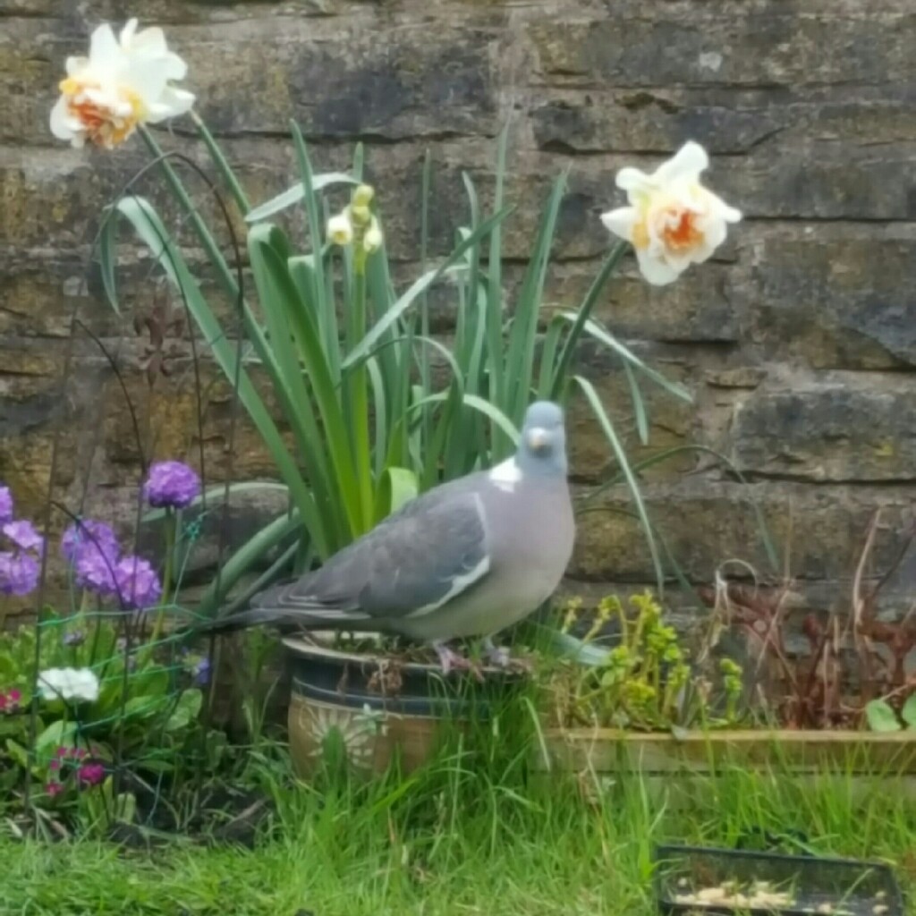 Shigufta's garden