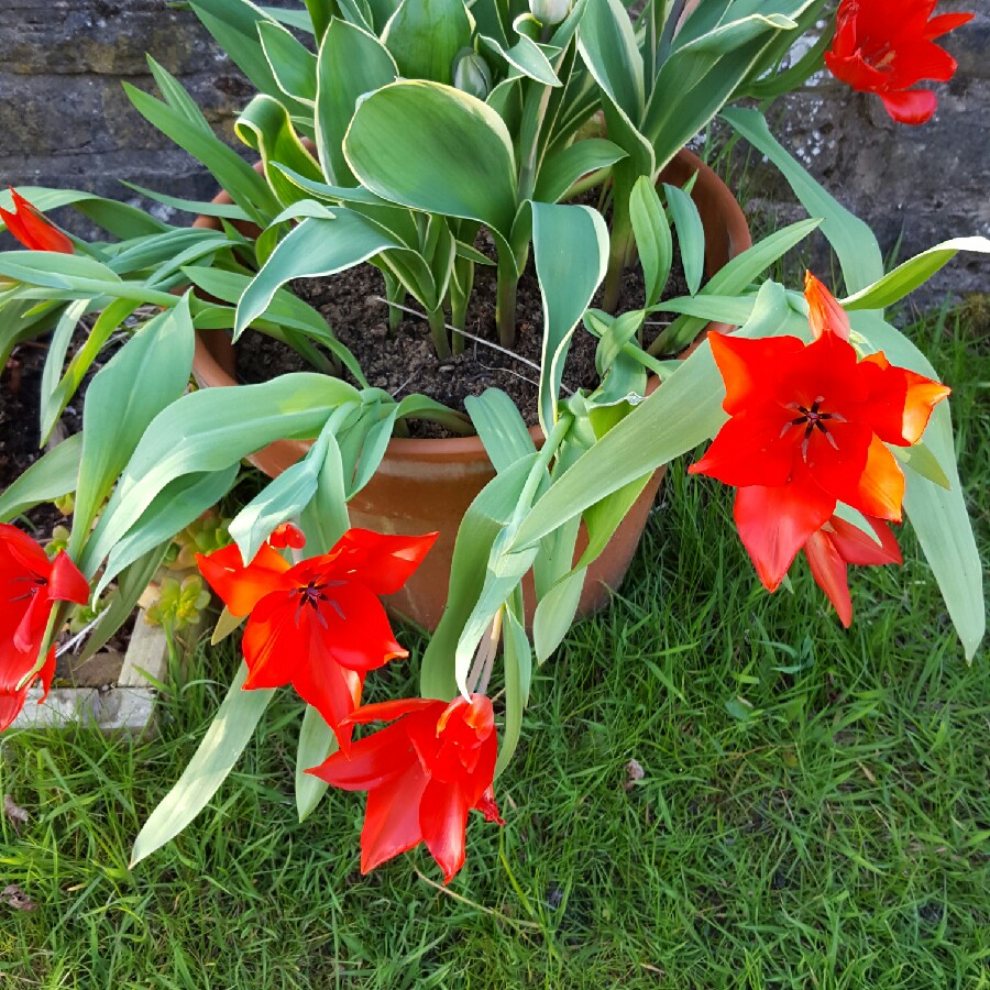 Shigufta's garden