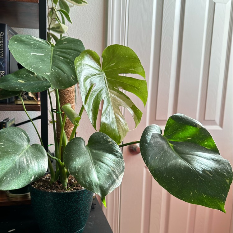 Plant image Monstera deliciosa 'Thai Constellation'