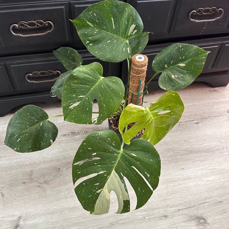 Plant image Monstera deliciosa 'Thai Constellation'