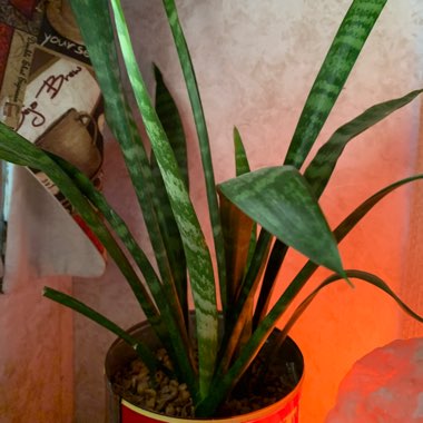 Snake Plant