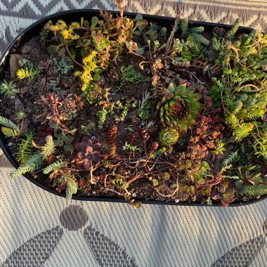 Susan's garden