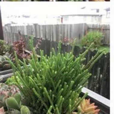 Susan's garden