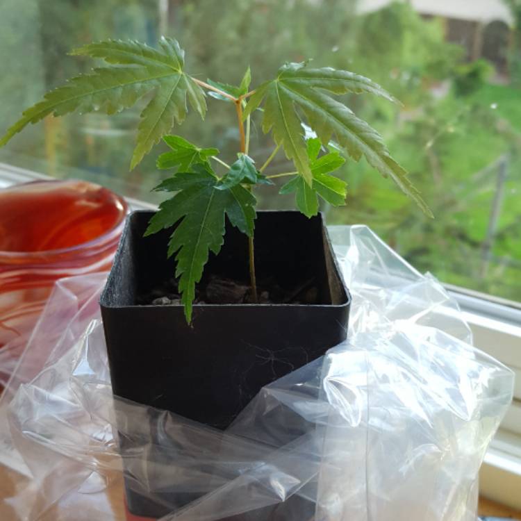 plant image 454808