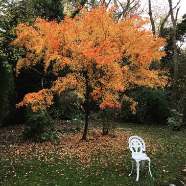 Shiney's garden