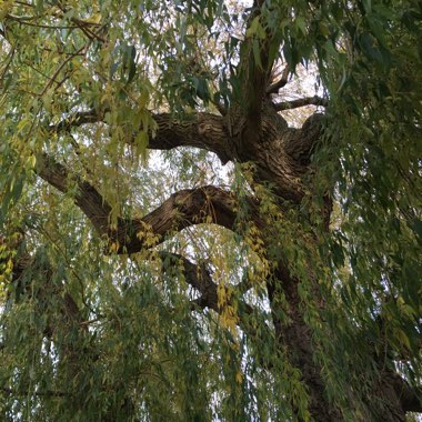 Weeping Willow