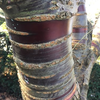 Tibetan Cherry