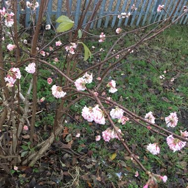 Viburnum