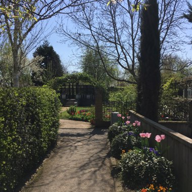Shiney's garden