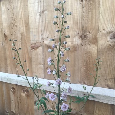 Larkspur