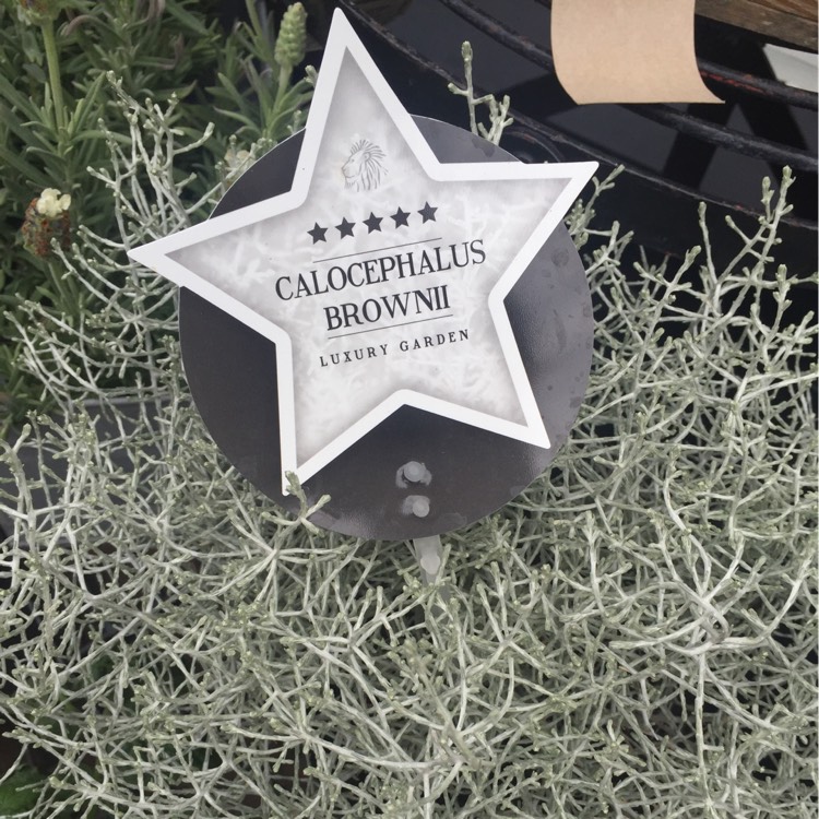 Plant image Calocephalus