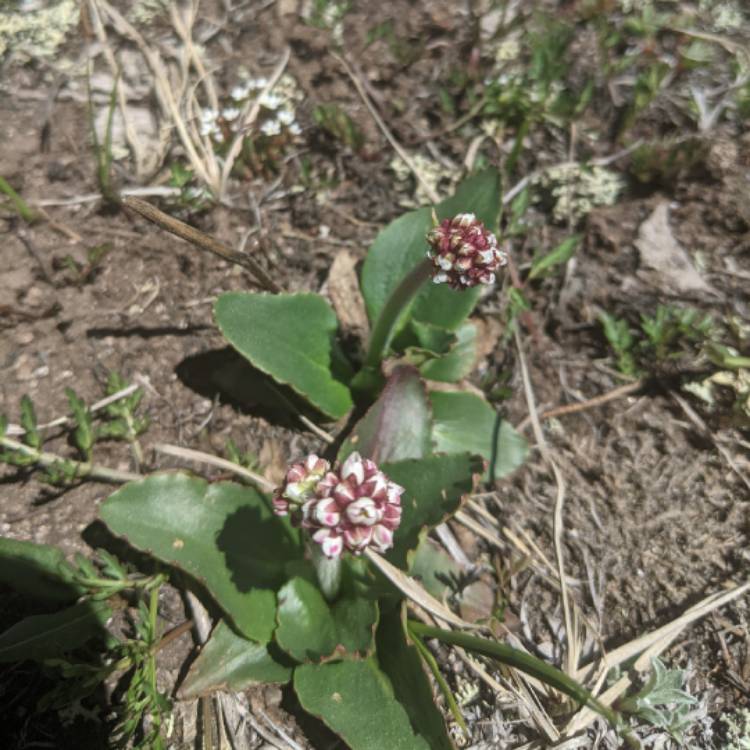 Plant image Persicaria bistorta