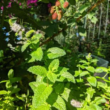 Mentha spicata