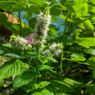Mentha spicata