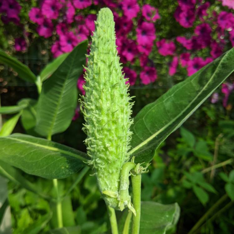 plant image 1532497