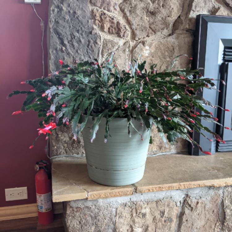 plant image 1536647
