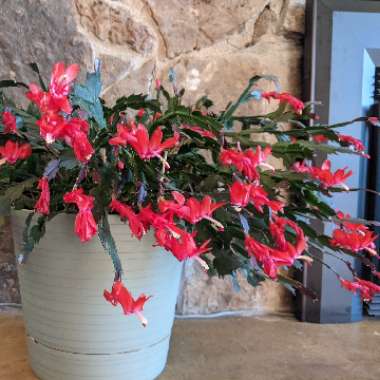 Schlumbergera x buckleyi