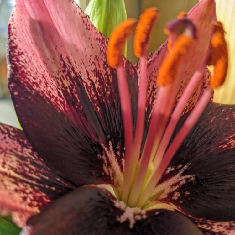plant image 1563982 plant image 1563982
