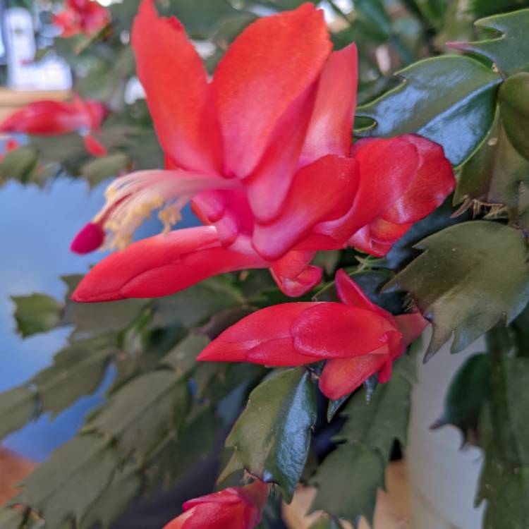 plant image 1564312