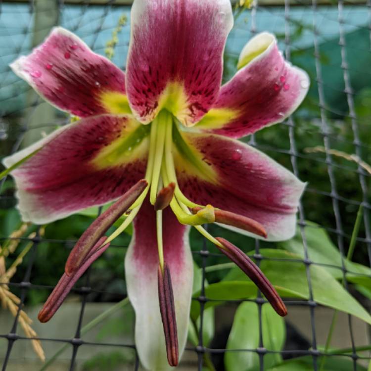 plant image 1619808 plant image 1619808