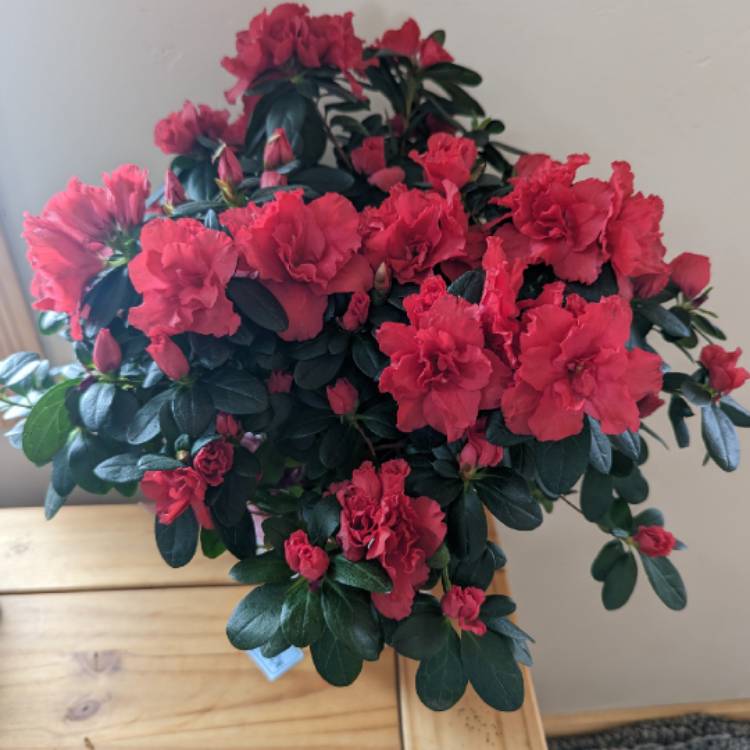 plant image 1647766