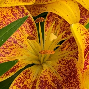 plant image 1668213 plant image 1668213