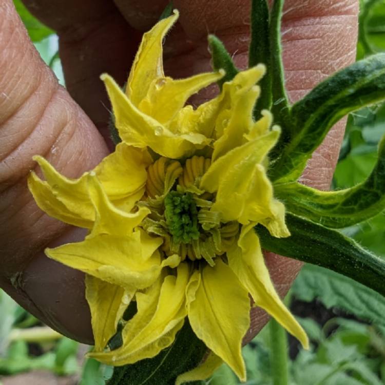 plant image 1668953
