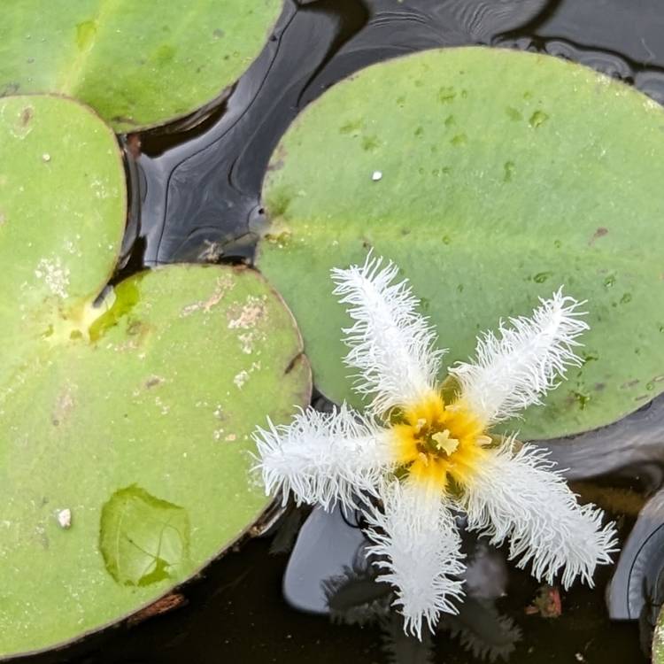 plant image 1668955
