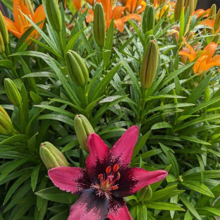 plant image 1670424 plant image 1670424
