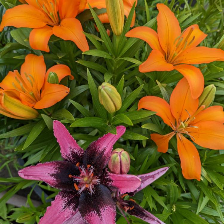 plant image 1671823 plant image 1671823