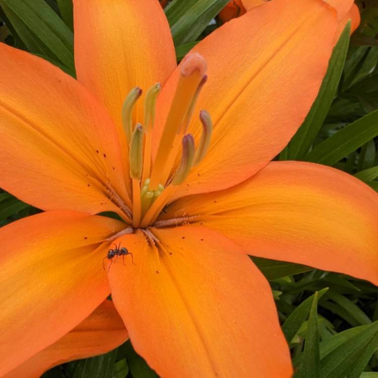 plant image 1671825 plant image 1671825