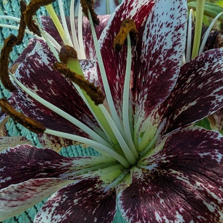 plant image 1677001 plant image 1677001