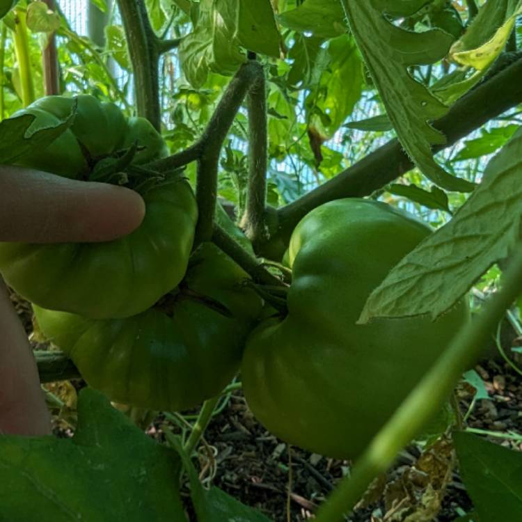 plant image 1680951