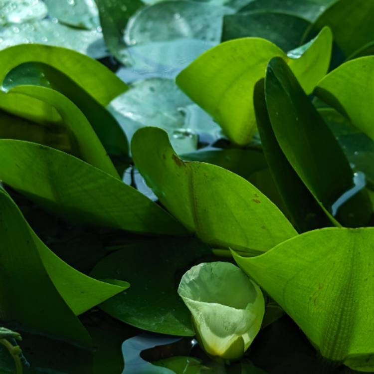plant image 1683741