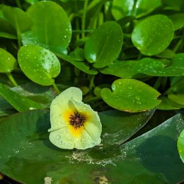Yellow Water Poppy
