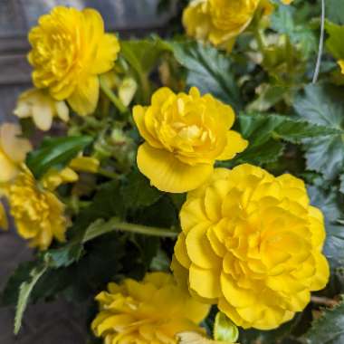Begonia