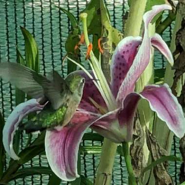 Lily (Asiatic)