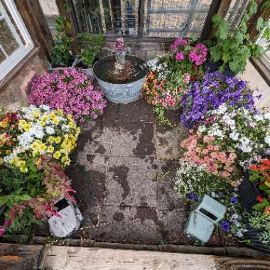 Leslie's garden