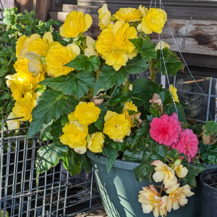 plant image 1694540 plant image 1694540